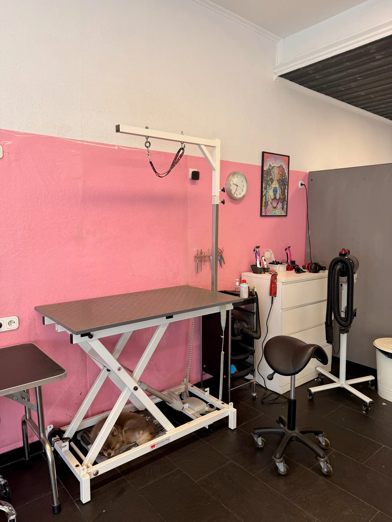 Höhenverstellbarer Schertisch vor der rosa Wand, darunter schläft ein kleiner Hund